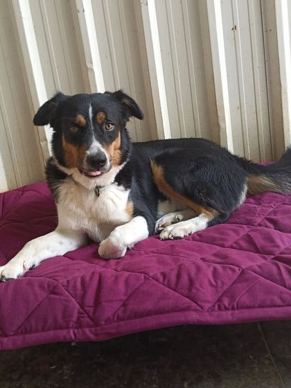 Stay - Dog Daycare Quiet Time & Cozy Naps photo 7