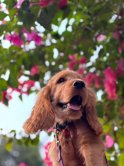 Zoella Dog Training - Puppy Foundation Training Welcome to the Pack! photo 22