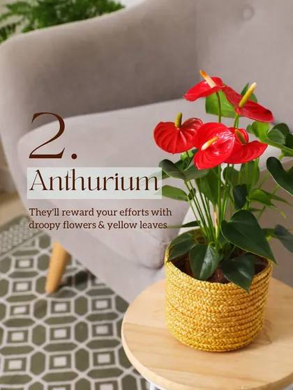 Anthuriums, with their stunning red flowers, are another plant that struggles in Delhi's climate. They require high humidity that is difficult to maintain here, often leading to droopy flowers and yellowing leaves.