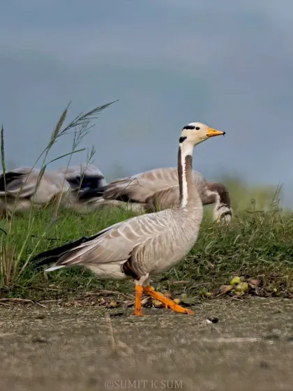 The mighty gait of a Bar-headed Goose, its orange legs a bright splash of colour against the ground.