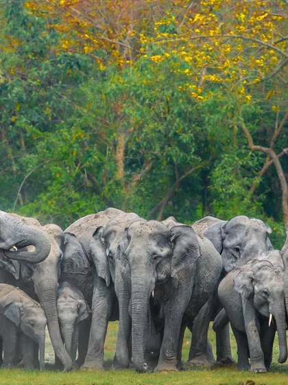 A happy herd of wild Asiatic Elephants in Manas National Park. The social bonds within these herds are incredibly strong and complex, with all members participating in raising the young.