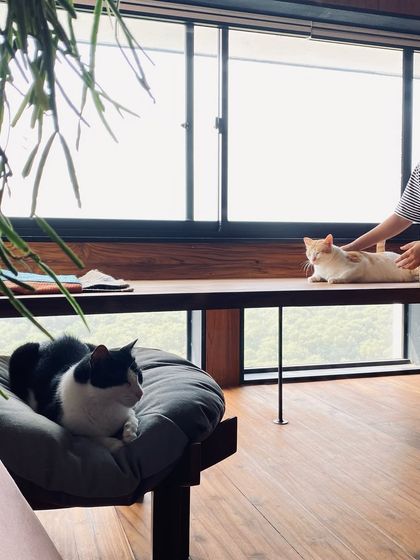 Even in the main living area, our design considers the pets. Here, one of the cats enjoys the view from the raised wooden platform, a perfect sunning spot.