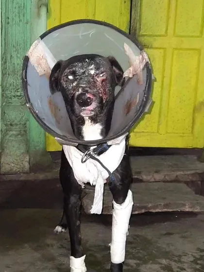 The face of a survivor. This was Coco shortly after the brutal acid attack that left him scarred and partially blind. His resilience in the face of such cruelty was the driving force behind my four-year legal battle.