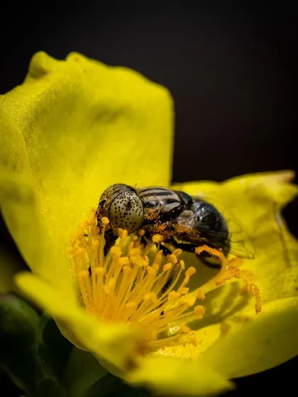 A hoverfly deep within a yellow flower, busy collecting nectar and pollen. The dark background and bright flower create a dramatic, high-contrast scene.