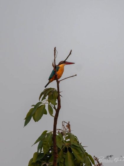 A Stork-billed Kingfisher, one of the largest kingfishers, perched atop a tree.