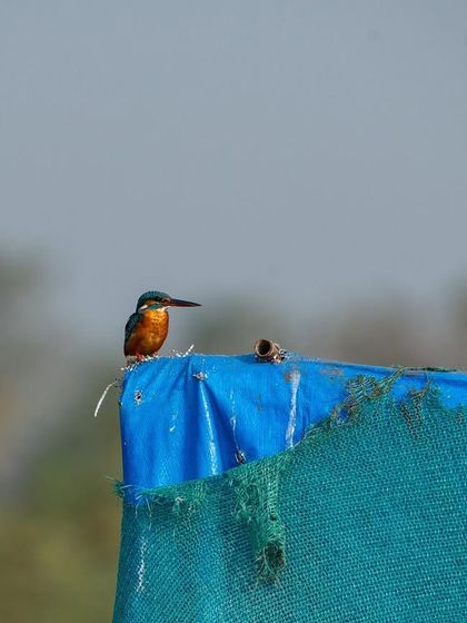 A Common Kingfisher perched on a man-made structure, showing how wildlife adapts to its surroundings.