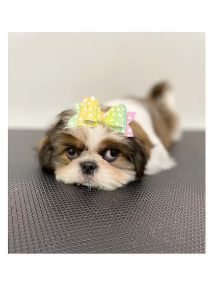 Furrybells Pet Grooming - Pet Grooming (Dogs & Cats) Puppy, Senior & Special Needs Care photo 4