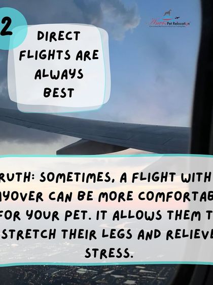 Anvis - Pet Relocation Preparing for Travel: Health, Safety & Documentation photo 25