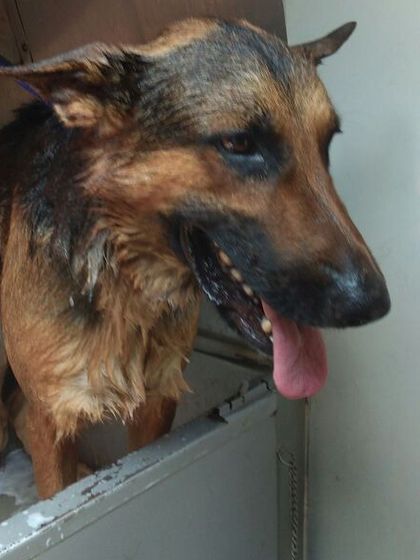 Petboro - Dog Grooming Inside Our Mobile Salon photo 7