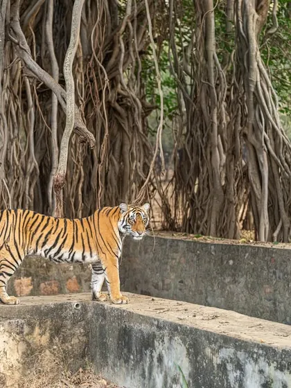 Ranthambore is full of iconic locations. Here, a majestic tiger stands near the historic Bargad (banyan) tree. Pre-visualizing this shot and using the environment to frame the subject is a key technique I teach.