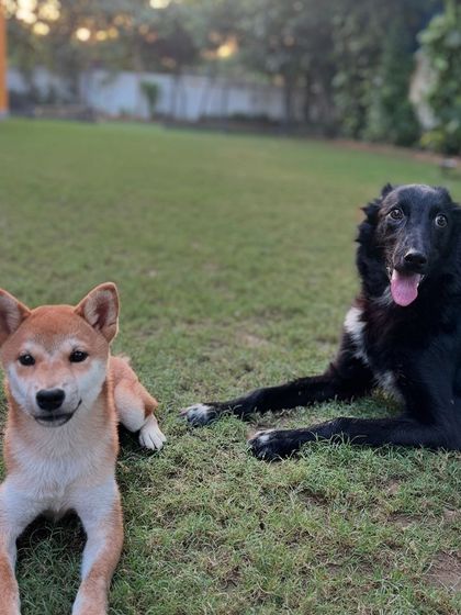 Shifu and a Shiba Inu friend practicing their 'down-stay' together.