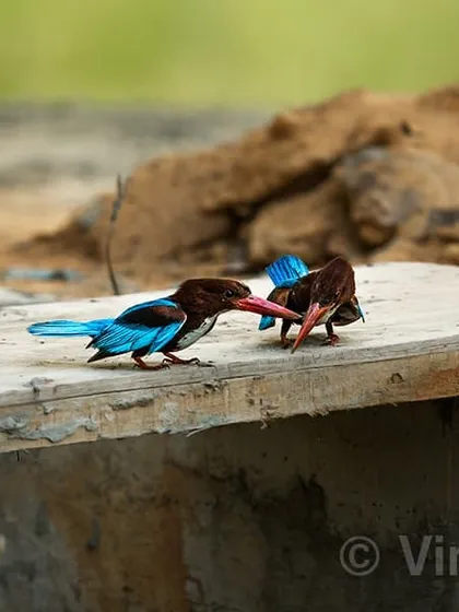 The White-throated Kingfisher is a beautiful and opportunistic bird. During their breeding season, the male will spread his wings to lure the female in a lovely courtship display. Here, two of them are interacting on a wooden plank.