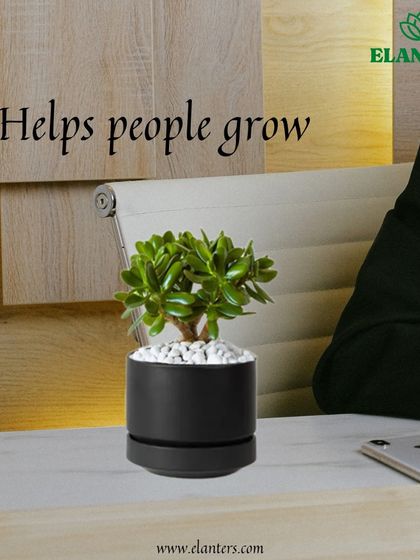 Gifting Green: Plants for Every Occasion photo 6