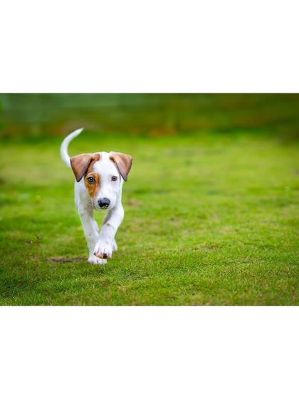 Another shot of the indie pup on the move, tail held high and a happy look on his face.
