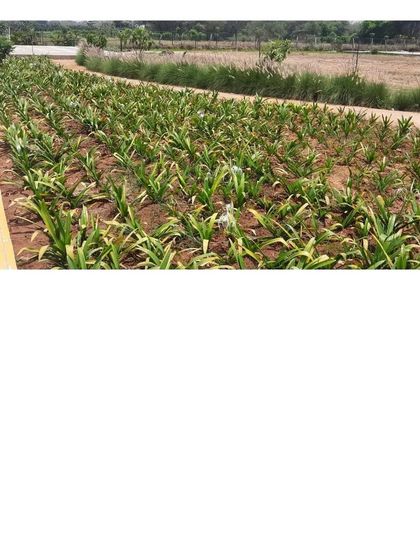 A bed of spider lilies (Hymenocallis) planted in neat rows, waiting to grow and fill the space. This shows the methodical process of planting that leads to a lush, finished landscape.