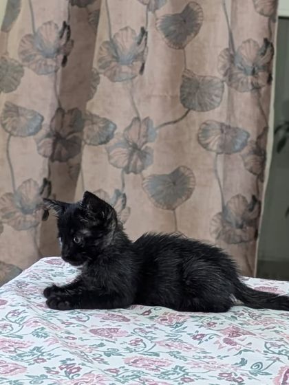 A beautiful black kitten resting on a bed. She has a sleek, shiny coat and a very sweet, calm personality. She would be a perfect companion for quiet evenings at home.