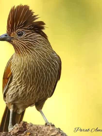 A beautiful portrait of a Striated Laughingthrush against a soft yellow background. Its short bill and loose crest give it a unique silhouette among other laughingthrushes.