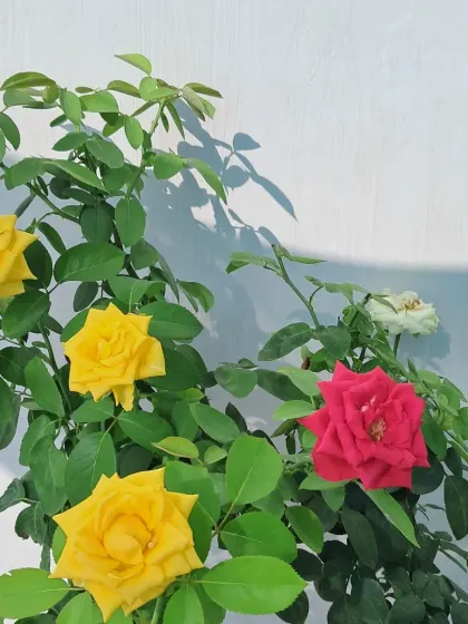 Bhardwaj - Urban Gardening Consultation Growing Beautiful Roses photo 4