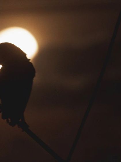 Another silhouette of the Barn Owl, this time with its head turned, offering a different profile against the glowing light.