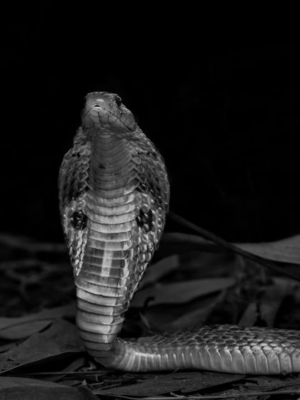 A black and white portrait of an Indian Spectacled Cobra. Removing colour allows the focus to be on its majestic form and the intense gaze of this powerful reptile.