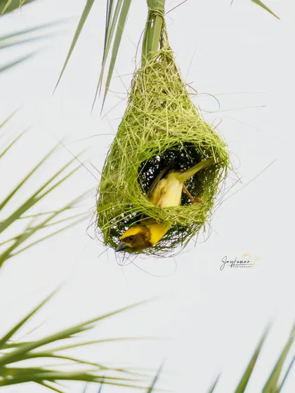 A male Baya Weaver bird inspects the intricate nest he is building, a masterpiece of natural architecture. This image is perfect for illustrating animal craftsmanship.