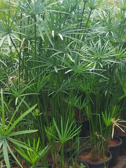 A group of Cyperus Alternifolius, or Umbrella Palm plants. Their unique, spoke-like leaves create a fun, architectural look, and they are great for areas with higher moisture.