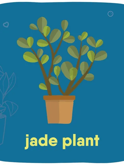 Did you know plants like Lilies, Aloe Vera, Jade Plants, and English Ivy are toxic to pets? This guide shows some common houseplants to keep away from your furry botanists.