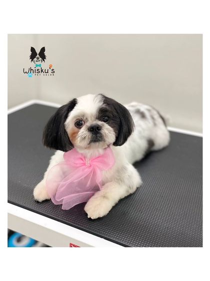 Furrybells Pet Grooming - Pet Grooming (Dogs & Cats) Breed-Specific Dog Styles photo 33