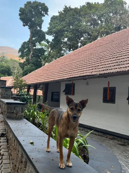 A four-legged friend enjoying the new Coorg holiday home, which is designed to be a part of its natural environment.