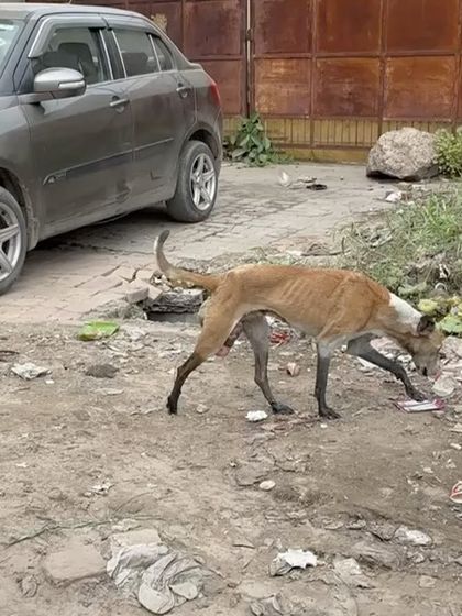 An urgent call for help to locate a dog with a severe rectal prolapse near Auchandi Border. The original reporter was not responding, making the rescue extremely difficult. This image shows the severity of the injury we needed to treat.