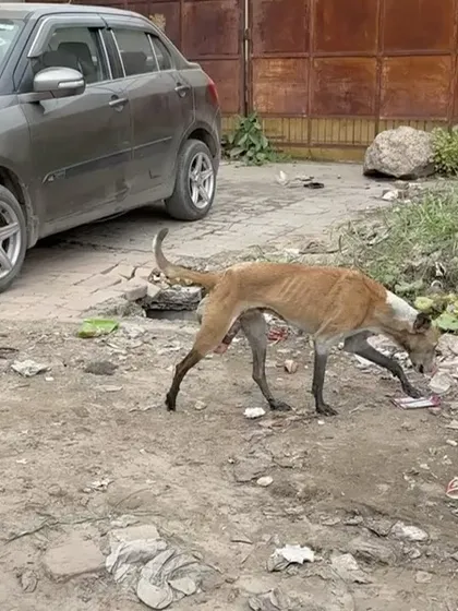 An urgent call for help to locate a dog with a severe rectal prolapse near Auchandi Border. The original reporter was not responding, making the rescue extremely difficult. This image shows the severity of the injury we needed to treat.