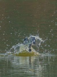 Wildlife & Nature Image Licensing