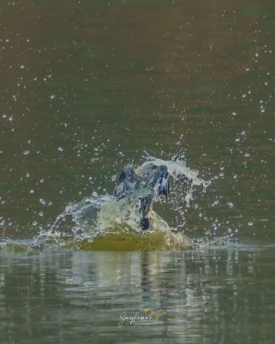 Wildlife & Nature Image Licensing
