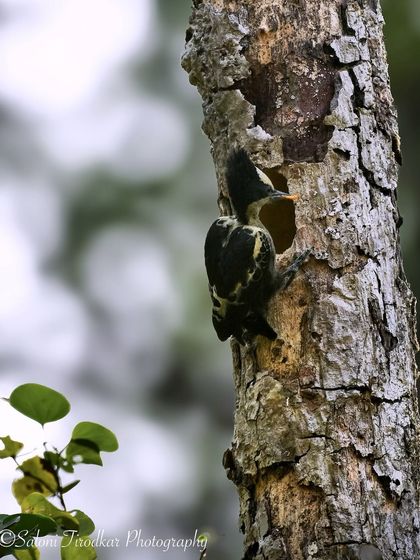 Avian Wonders: A World of Wings photo 58