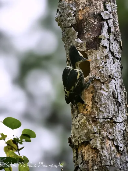 A Heart-spotted Woodpecker, named for the heart-shaped spots on its back. This unique and beautiful bird was photographed at Karnala Bird Sanctuary.