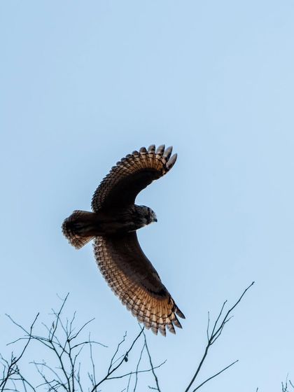An owl in flight, seen from below. The pattern on its wings is beautifully illuminated against the clear blue sky.