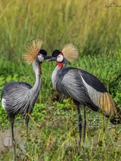 Two Grey Crowned Cranes interacting. When subjects are on different focal planes, I use a smaller aperture like f/8 to increase the depth of field and keep both birds sharp.