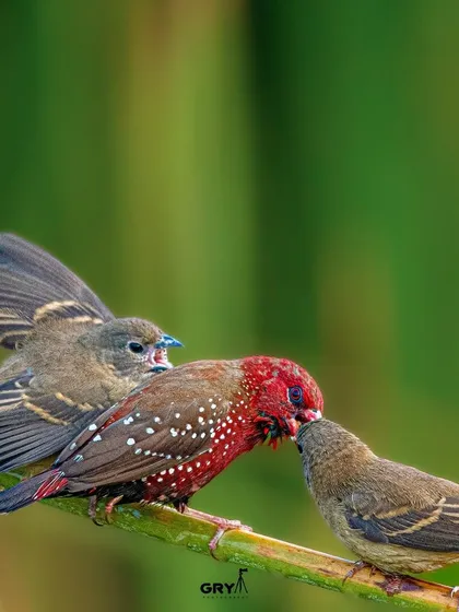 A male Red Munia feeds its fledgling. This tender moment showcases parental care in the bird world and is a behavior I always feel privileged to witness and photograph.
