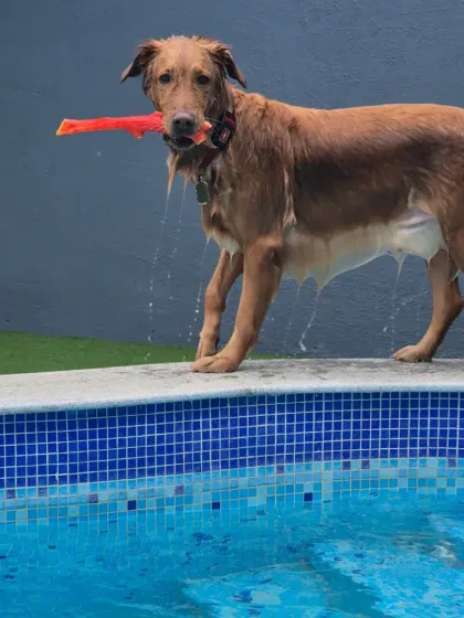 After a good swim, it's time for some play. This happy Golden Retriever is having a blast with a toy by the poolside, showing just how much fun and exercise the dogs get here.