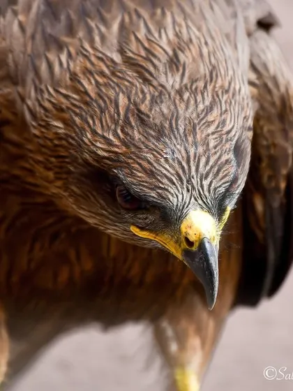 Another angle of the Black Kite, looking down with focused intent. These birds are master hunters, and their sharp vision is key to their success.