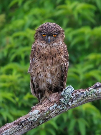 A Brown Fish Owl, looking serene and wise after a dip in the water. Its intense orange eyes are captivating.