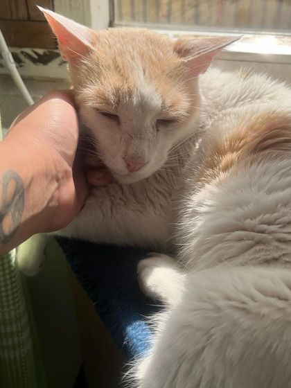 Kaju enjoying some quality cuddle time in a sunbeam. I'm always available for a quick snuggle session.