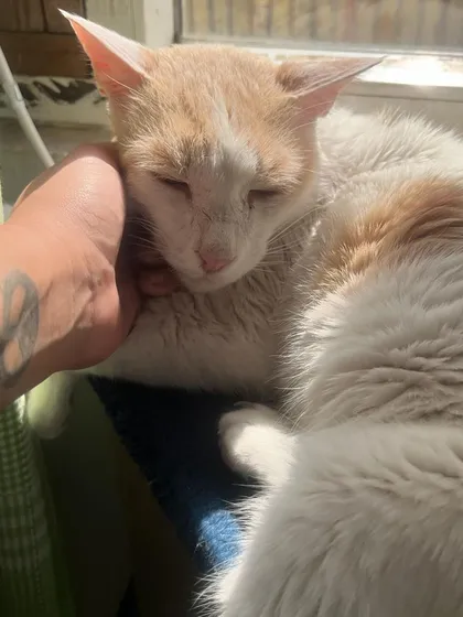 Kaju enjoying some quality cuddle time in a sunbeam. I'm always available for a quick snuggle session.