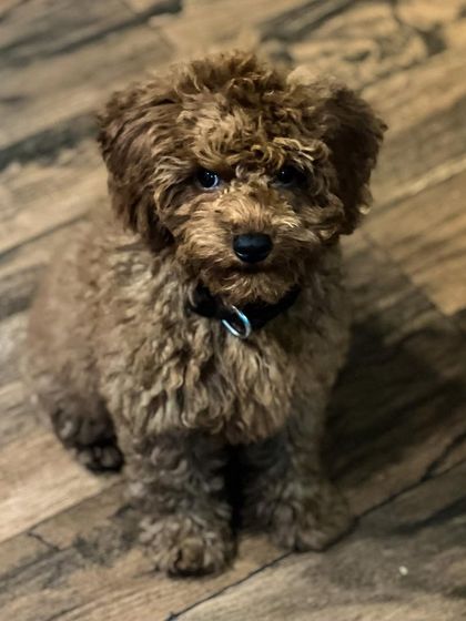 Paras Tomar - Dog Training Meet the Trainers & Our Happy Students photo 12