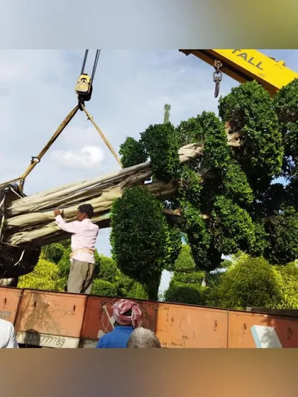 Another large tree is carefully loaded by crane. We go to great lengths to source the perfect plants for each project, ensuring the final landscape has the impact and character we envisioned.