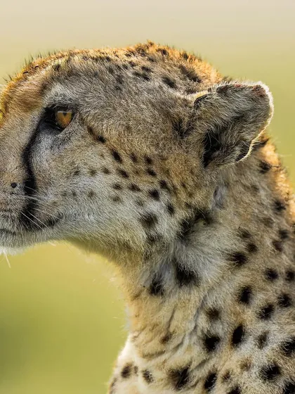 A moment of quiet connection with Nora. Her calm demeanor and the beautiful light make this a truly special portrait, showcasing the softer side of a powerful predator.