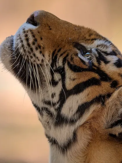A portrait titled 'Hope'. The upward gaze of this young tiger cub against a soft background evokes a powerful emotion, a story I always encourage my clients to find in their images.