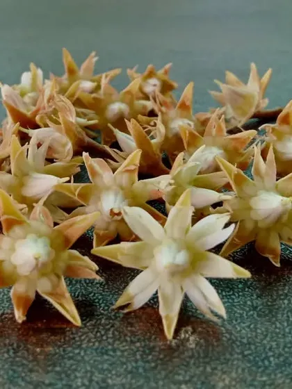 These are the dried, star-shaped flowers of the Mimusops elengi tree, also known as Bakul. They are famous for their long-lasting, subtle fragrance and are often used in garlands.
