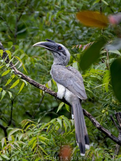 An Indian Grey Hornbill, perched in a neem tree, came out to forage after the rain stopped.