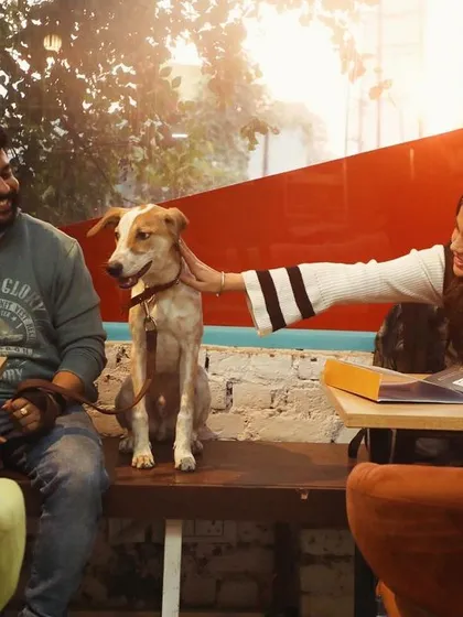 Making new friends, both human and canine. A guest pets a friendly indie dog who has hopped up on the bench to say hello.